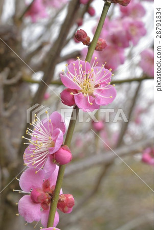 Owakuji寺Umebayashi Umemei Owakuji寺Umebayashi Umemei 28791834