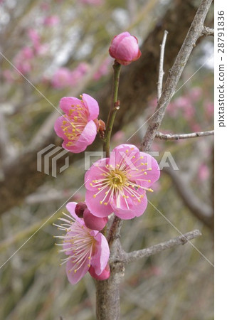 Owakuji寺Umebayashi Umemei Owakuji寺Umebayashi Umemei 28791836