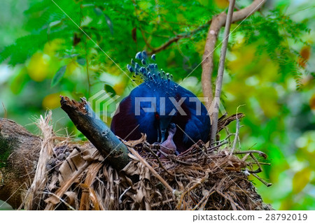 Victoria crowned pigeon, Victoria goura. 28792019