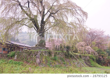 Millenniales of Hongo Sakura Nambu Town Millenniales of Hongo Sakura Nambu Town 28793125