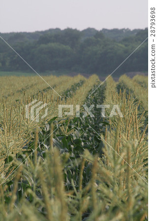 Flower of sugar cane Flower of sugar cane 28793698