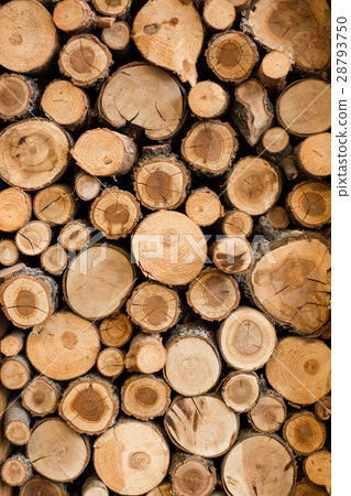 Abstract photo of nature oak Abstract photo of nature oak 28793750
