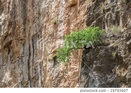 Tree over the rocks 28793807