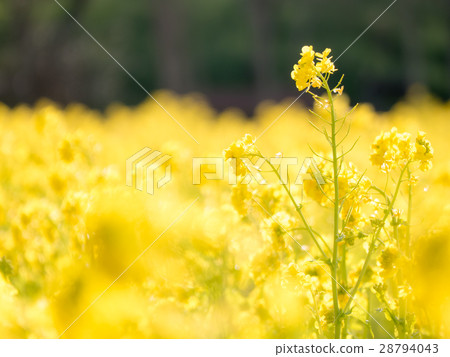 強姦開花 強姦開花 28794043