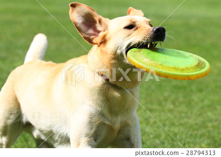 I got it♪ I got it♪ 28794313