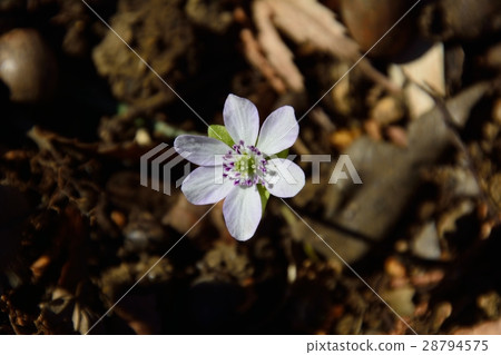 白色雪花花 28794575