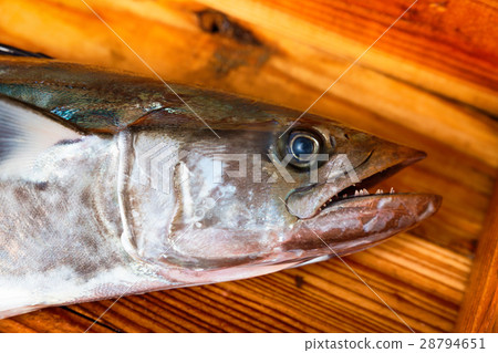 Spanish mackerel 28794651