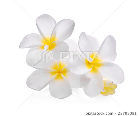 white frangipani (plumeria) flower isolated 28795081