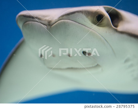 funny happy shark ray skate with calm smile funny happy shark ray skate with calm smile 28795375