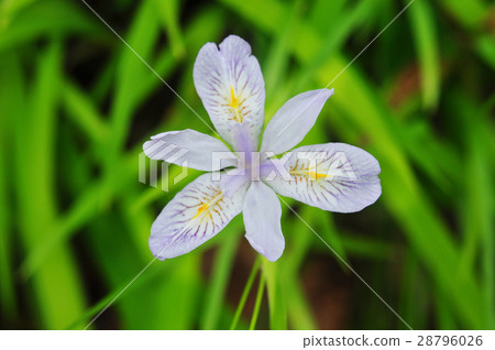 Himeshaga Himeshaga 28796026