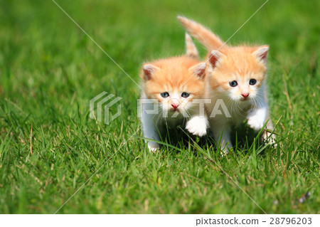 Kitten brothers ♪ 28796203