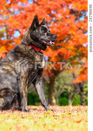 It's autumn♪ It's autumn♪ 28796696