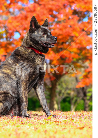 是秋天♪ 28796697