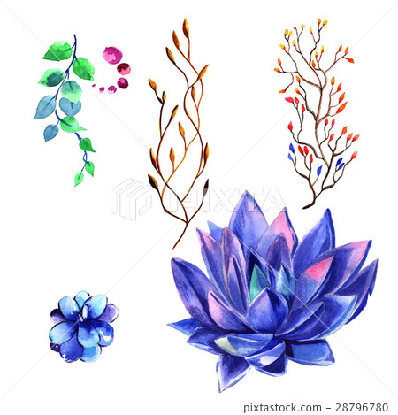 Wildflower succulentus flower in a watercolor Wildflower succulentus flower in a watercolor 28796780