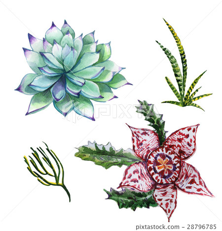 Wildflower succulentus flower in a watercolor 28796785