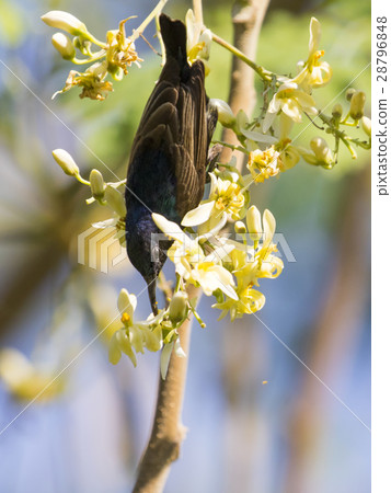Image of a bird (purple sunbird). Wild Animals. Image of a bird (purple sunbird). Wild Animals. 28796848