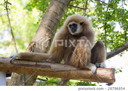 Image of a gibbon sits on timber. Wild Animals. Image of a gibbon sits on timber. Wild Animals. 28796854