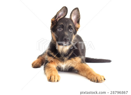 German Shepherd Puppy looking 28796867