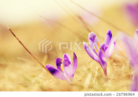 Spring crocus flowers Spring crocus flowers 28796964