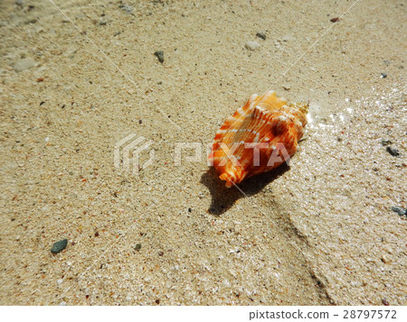 一個海灘 28797572