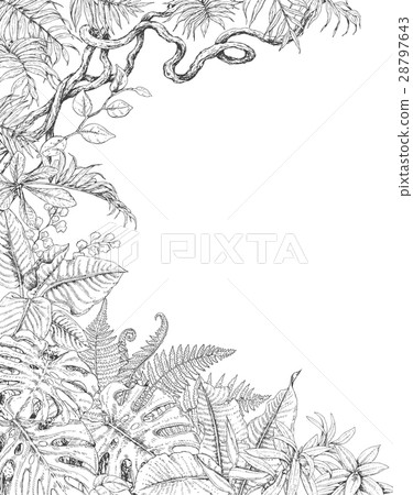 One Sided  Background with Tropical  Plants 28797643