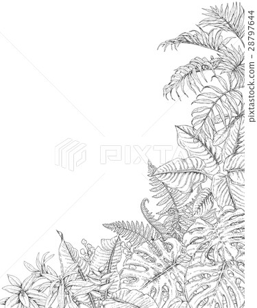Tropical  Plants Corner Background 28797644