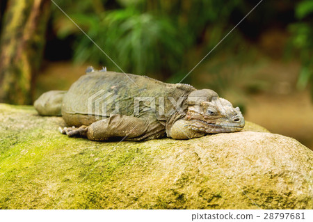 The rhinoceros iguana (Cyclura cornuta) The rhinoceros iguana (Cyclura cornuta) 28797681