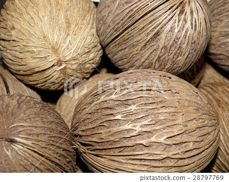 dry Cerbera oddloam's seed dry Cerbera oddloam's seed 28797769