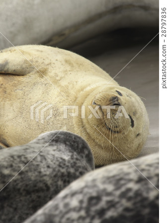 水族館 28797836