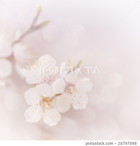 Apricot tree flower Apricot tree flower 28797898