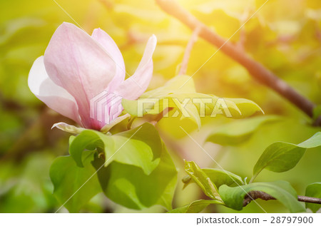 Magnolia spring flowers Magnolia spring flowers 28797900