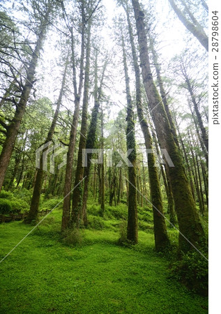 森林 森林 28798604