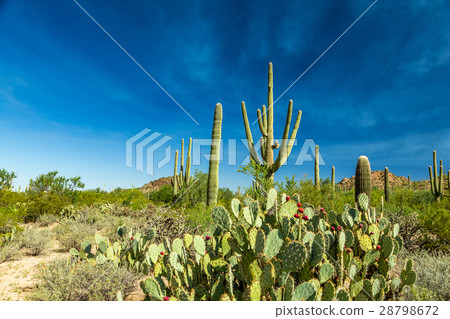 Saguaro National Park 28798672