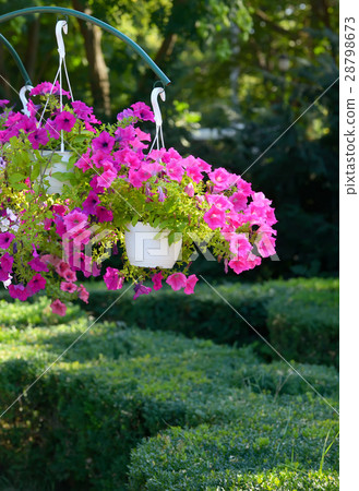 Petunia flowers in pots hanging Petunia flowers in pots hanging 28798673