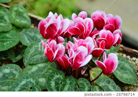 Cyclamen 28798714