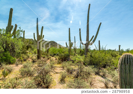 Saguaro National Park Saguaro National Park 28798958