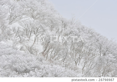 冬天的地方 冬天的地方 28798987