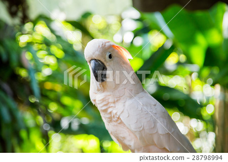 Lovely cockatoo is sitting on a branch. close up 28798994