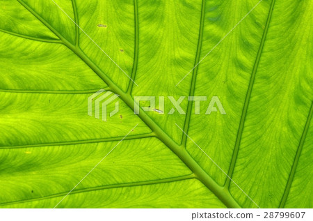 葉脈 28799607