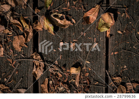 Wooden background with dry leaves and branch 28799636