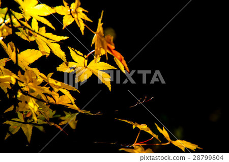 秋天的樹葉照亮了 秋天的樹葉照亮了 28799804