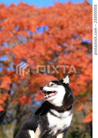是秋天♪ 是秋天♪ 28800008