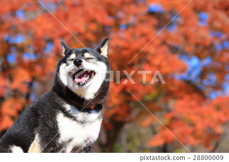 It's autumn♪ It's autumn♪ 28800009