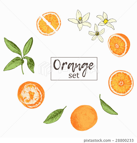 Set of isolated hand drawn oranges, slices and 28800233