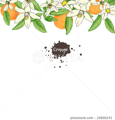 Fruit frame with isolated hand drawn oranges and 28800241