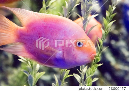 Beautiful colorful fish in the aquarium 28800457
