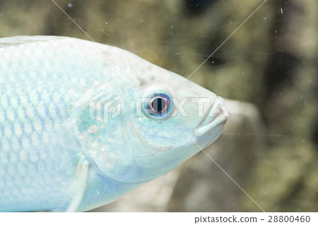 Beautiful colorful fish in the aquarium Beautiful colorful fish in the aquarium 28800460