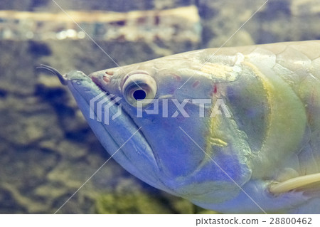 Beautiful colorful fish in the aquarium Beautiful colorful fish in the aquarium 28800462