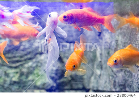 Beautiful colorful fish in the aquarium Beautiful colorful fish in the aquarium 28800464