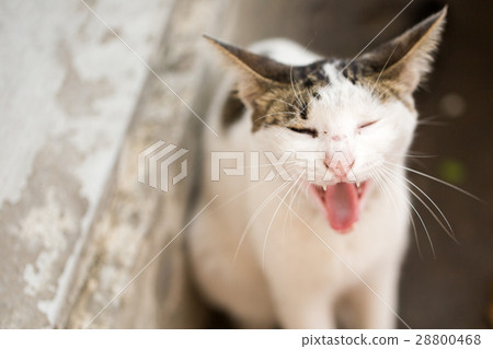 Cats on the streets of Bangkok 28800468